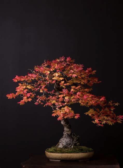 Autumn Bonsai Exhibit — National Bonsai Foundation