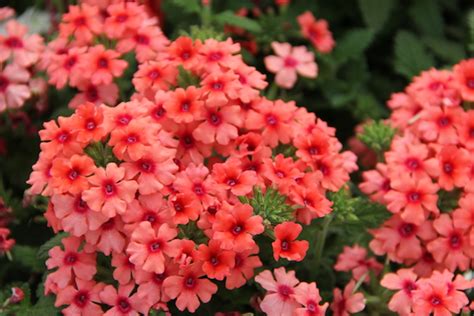 Verbena Lascar Greenhouse Product News