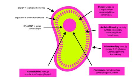 Punkty Uchwytu Lek W Przeciwgrzybiczych Infografika Korki Z Farmy