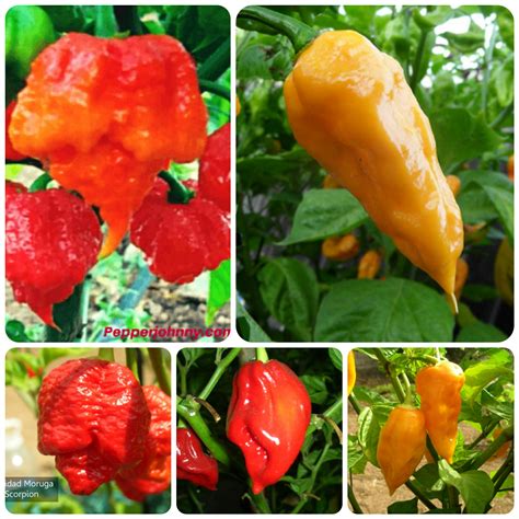 Carolina Reaper Trinidad Moruga Scorpion Bhut Jolokia Naga Morich