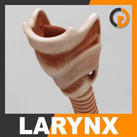 Human Larynx Anatomy 3d Model By Cgshape