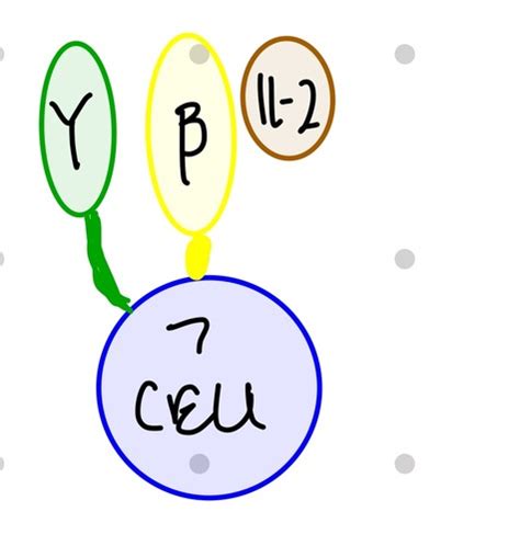 Chapter 8 T Cell Mediated Immunity Flashcards Quizlet