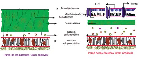 Pared Bacteriana Gram Positiva Dinami