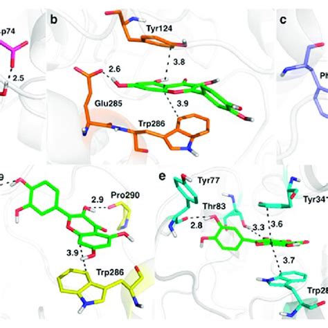 Five Selected Binding Modes For Quercetin Carbon Atoms In Green With Download Scientific