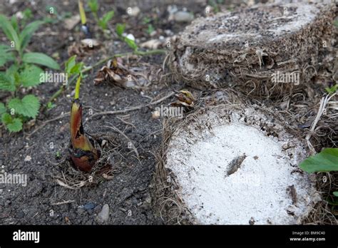 Musa Basjoo banana pup, after frost damage in the winter the hardy ...