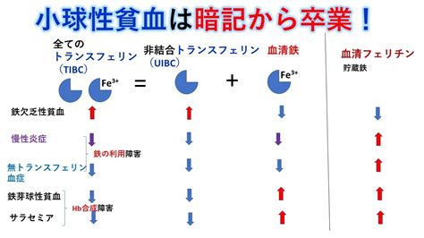 国試対策暗記からの卒業 84話 小球性貧血の鑑別 Youtube