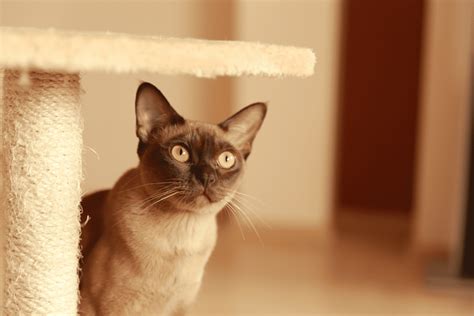 5 Best Burmese Cat Breeders