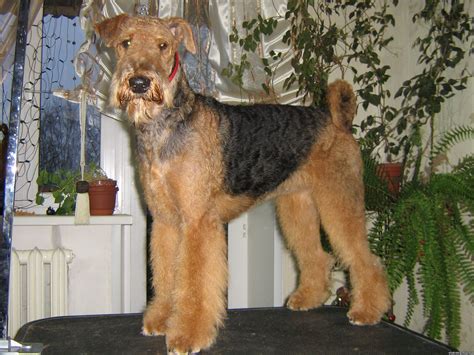 Собака эрдельтерьер на столе - обои для рабочего стола, картинки, фото