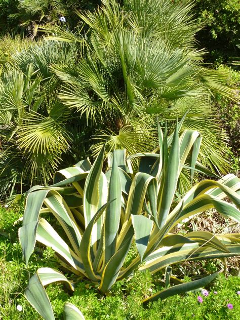 Pedras Plantas E Companhia Ii Alguns Dos Mais Belos Jardins Do Algarve