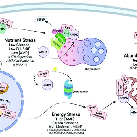 Ampk Regulation By Ipmk In Cells With Abundant Glucose Ipmk Is