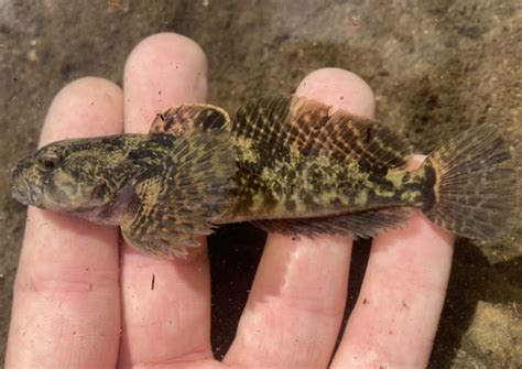 Prickly Sculpin Cottus Asper · Inaturalist Canada