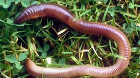 Why Do Earthworms Come Out In Rain The Old Farmers Almanac