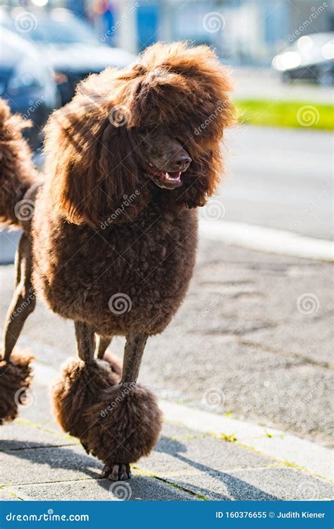 Poodle In The City Walking On Pavement Stock Image Image Of Brown