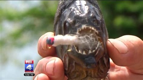 Arkansas Game And Fish Confirms Piranha Caught In Lake Bentonville