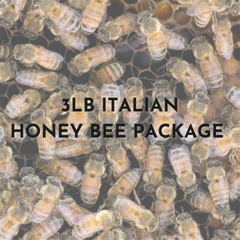 3 Lb Italian Honey Bee Package Bee Around Services