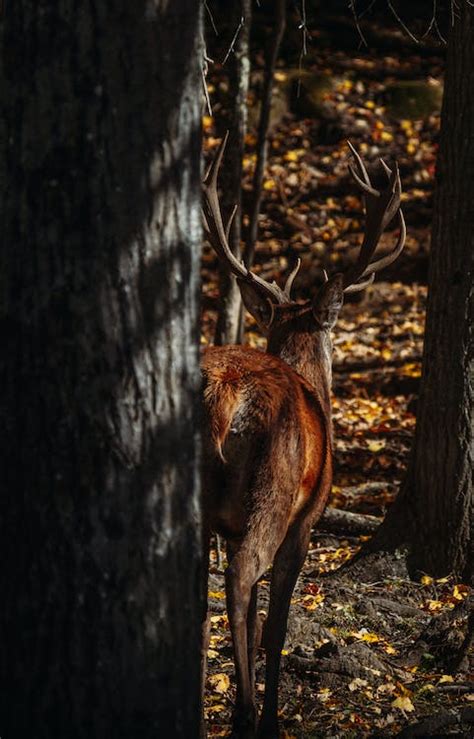 Close-up of a Deer with Huge Antlers · Free Stock Photo