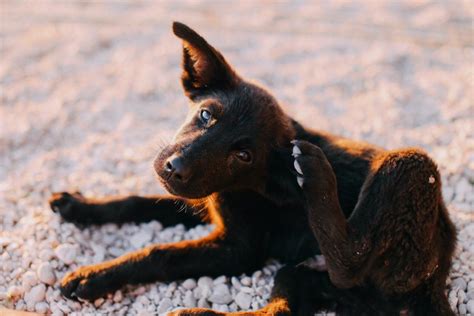 how to check for ticks on a black dog