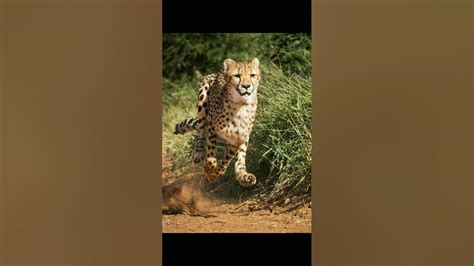 ये जानकर हो जाएंगे हैरान 😲😱।। Short Viral Cheetah Youtubeshorts