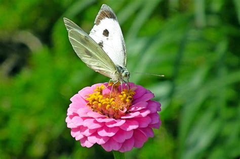 Mariposa Zinnia Insecto Foto Gratis En Pixabay Pixabay