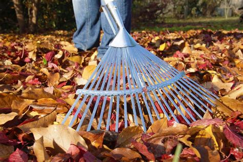 Raking Autumn Leaves Stock Photo Image Of Yard Seasonal 65711894