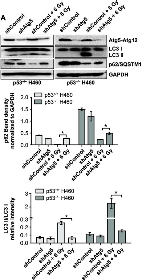 Atg5 Knockdown Fails To Alter Radiation Sensitivity In H460wt Or Download Scientific Diagram