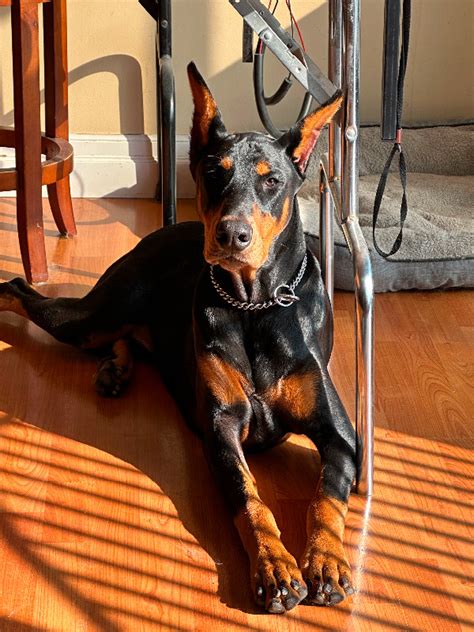 Doberman Male | Dogs & Puppies for Rehoming | Chilliwack | Kijiji