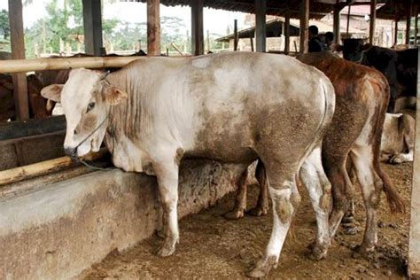 Kementan Didesak Gerak Cepat Atasi Penyakit Mulut Kuku Hewan Ternak