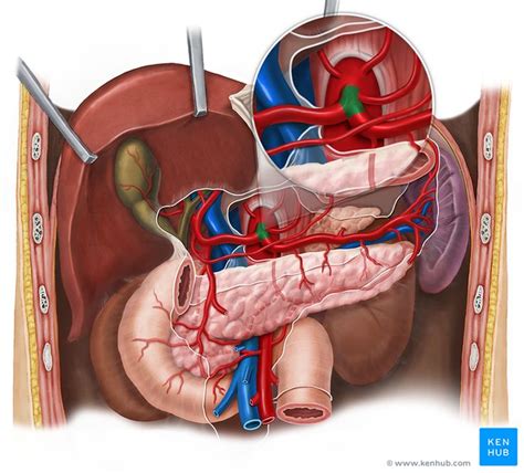 Celiac trunk | Medical anatomy, Anatomy, Human anatomy