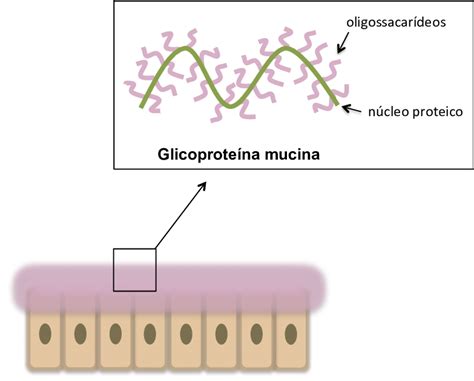 Representação Esquemática Da Organização Estrutural Da Mucina