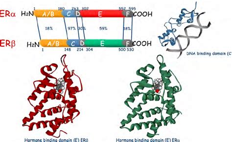 Estrogen Receptor Structure