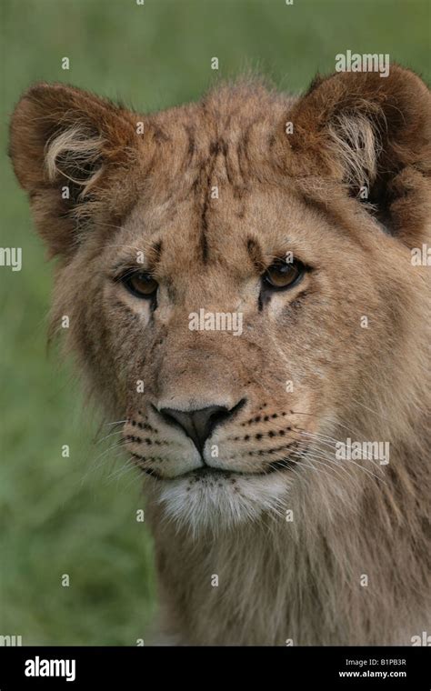 Lion Cub Panthera Leo Stock Photo Alamy