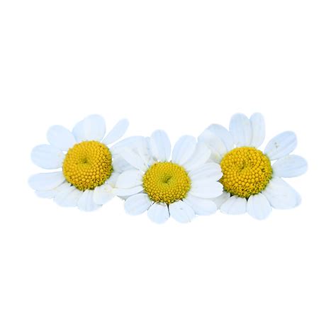 Flower Plants Dress Up Chamomile Flower Core Petal Photography Png