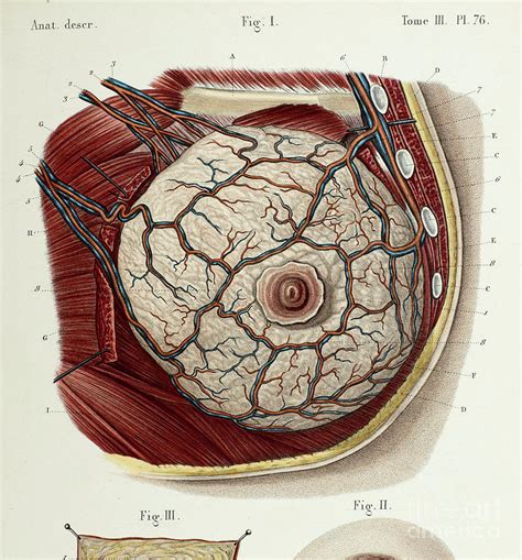 Female Breast Anatomy Photograph By Science Photo Library Pixels