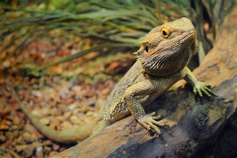 Best Reptile Pets For Beginners South Salem Vets