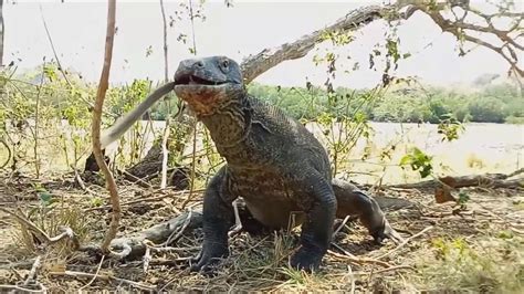 Impressionante Dragão Komodo engolindo macaco YouTube