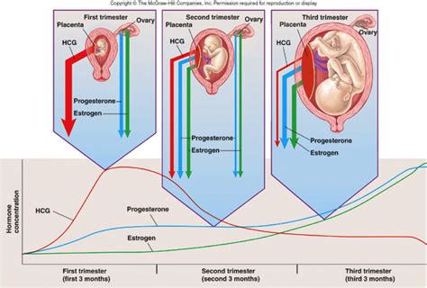 Hormones After Pregnancy, How Do Levels Hormones Change After Giving Birth