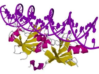 DNA 3D Structure 3D Model - 3DCADBrowser