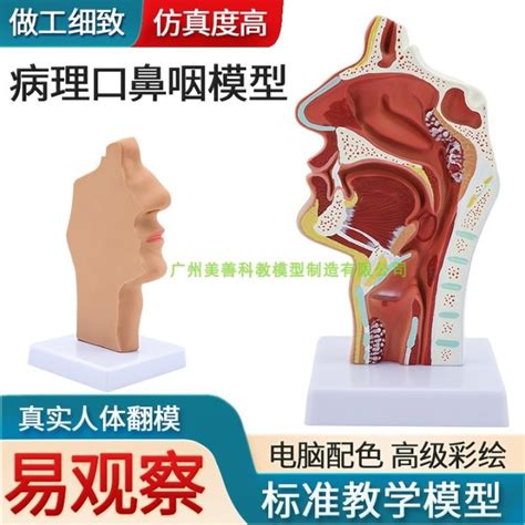 Human Nose Mouth Throat Anatomical Model Nasopharyngeal Oropharyngeal