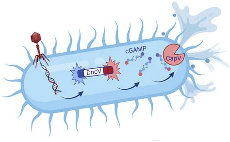 Cyclic Nucleotide Signaling A Second Messenger Of Death Cell Host And Microbe