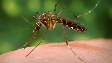 Growing Concerns Over New Invasive Mosquito Species Found In Moab