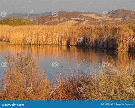 Verano En Clark County Wetlands Park Las Vegas Nevada Imagen De