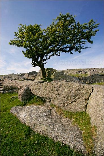 Hawthorn Tree: Pictures, Images, Photos, Facts on Hawthorns