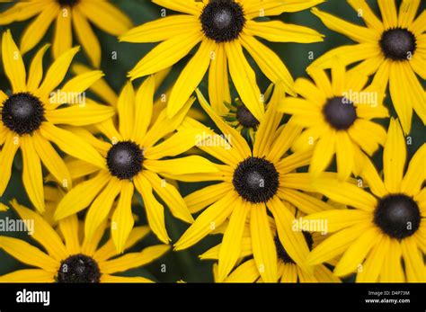 Black Eyed Susans Hi Res Stock Photography And Images Alamy