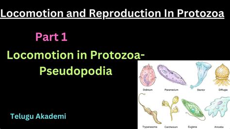 Locomotion And Reproduction In Protozoa Part 1 Pseudopodia Locomotion Reproduction Protozoa