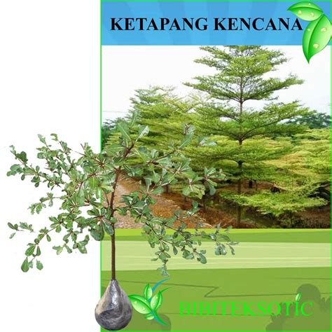 Tanaman Ketapang Kencana Lazada Indonesia