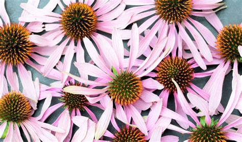 Echinacea Properties Uses Benefits And Contraindications