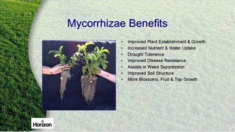 Benefits Of Mycorrhizal Fungi