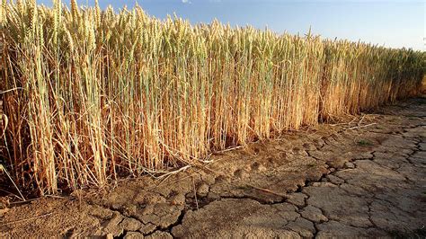 Wie Funktioniert Bewässerung In Der Landwirtschaft Bzl