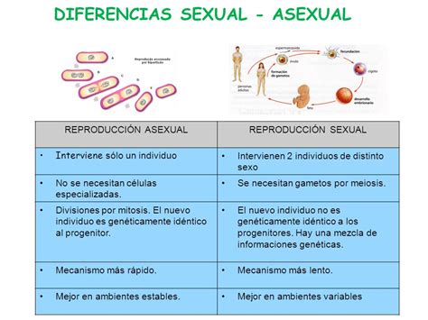 Diferencias entre Reproducción Sexual y Asexual Cuadro Comparativo