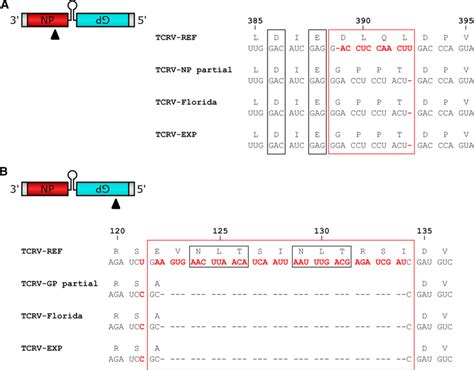 Analysis of Tacaribe virus coding region sequences. Sequence ...